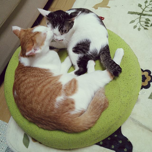 pouさんの実例写真