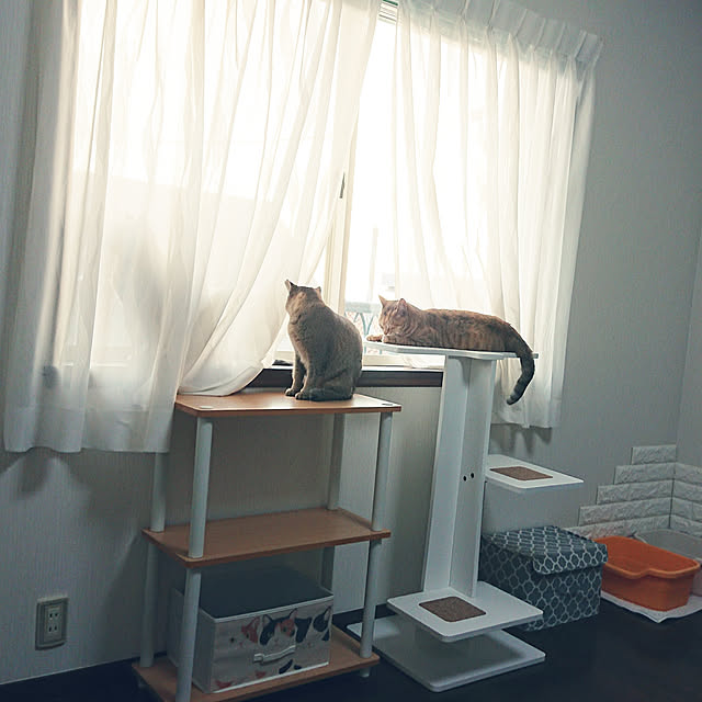 tsukushiさんの実例写真