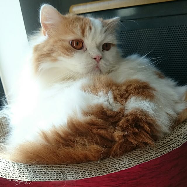 1ldksさんの実例写真