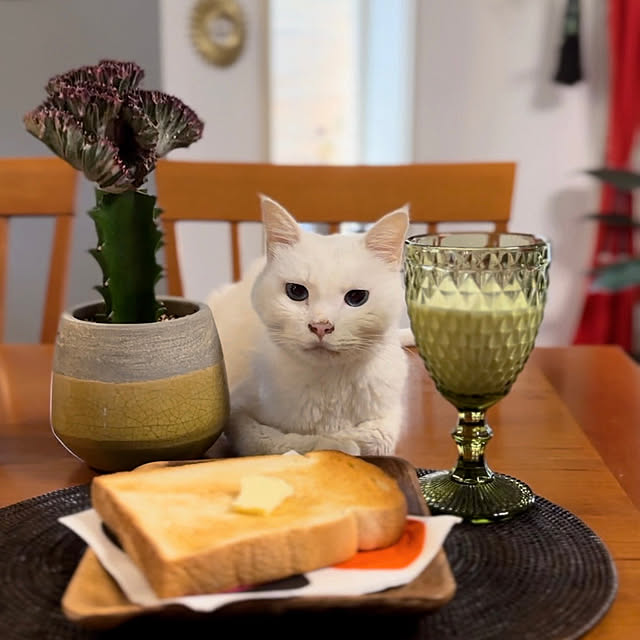 nyanko-beamさんの実例写真