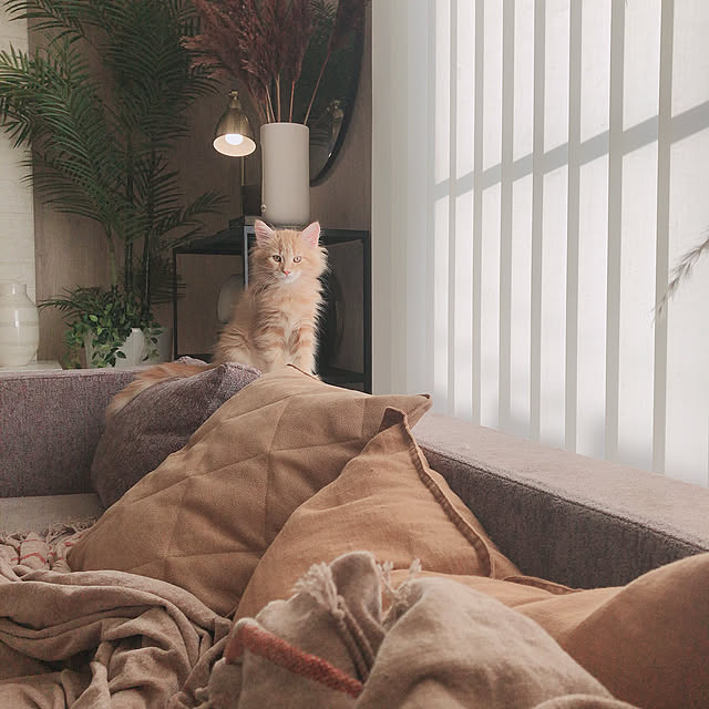 ch172さんの実例写真