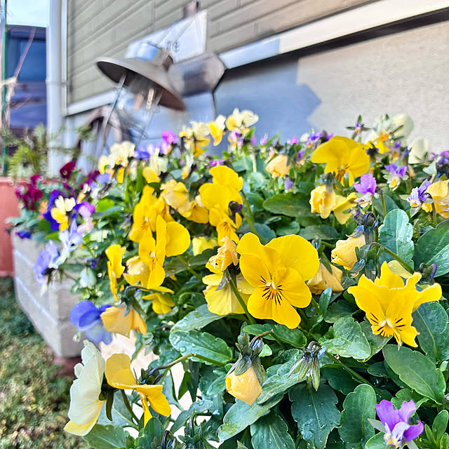 Junさんの実例写真