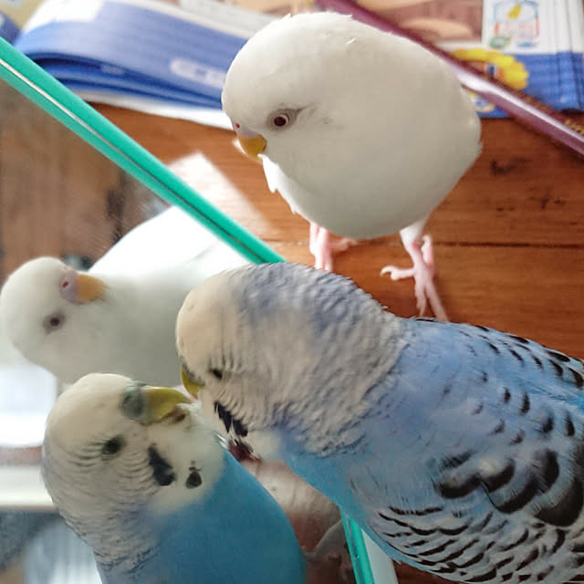 karinさんの実例写真