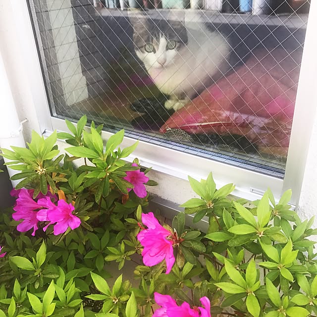 honoucさんの実例写真
