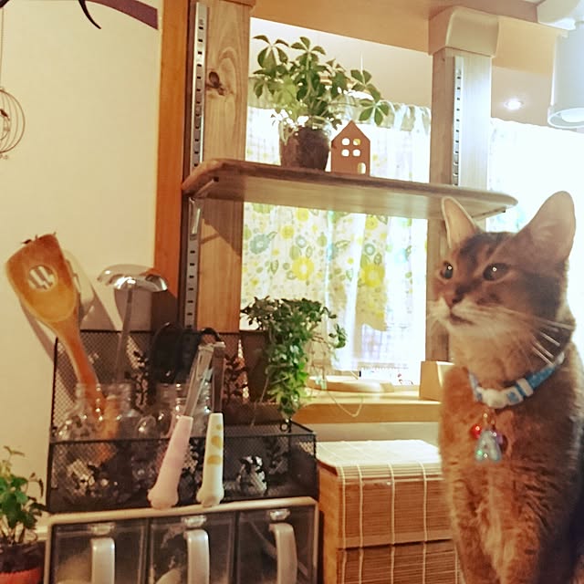 Abbyさんの実例写真