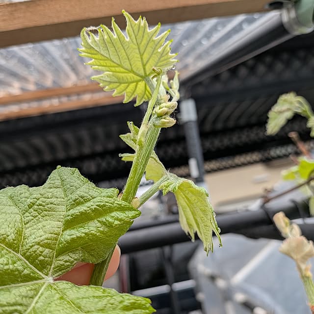 SYさんの実例写真