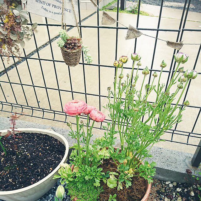 玄関/入り口/ﾗﾅﾝｷｭﾗｽ/癒しの空間/多肉植物のある暮らし/多肉植物寄せ植え...などのインテリア実例 - 2018-04-11 23:34:00