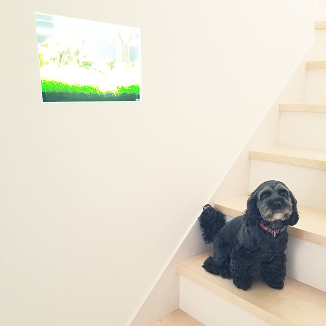 shimaaadsさんの実例写真