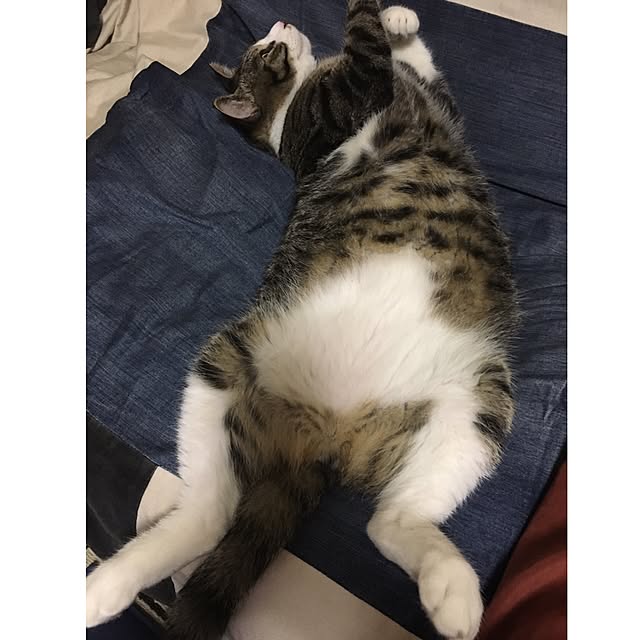 kimikimiさんの実例写真