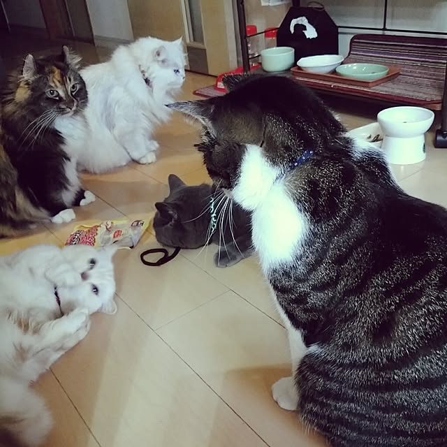 6catsさんの実例写真