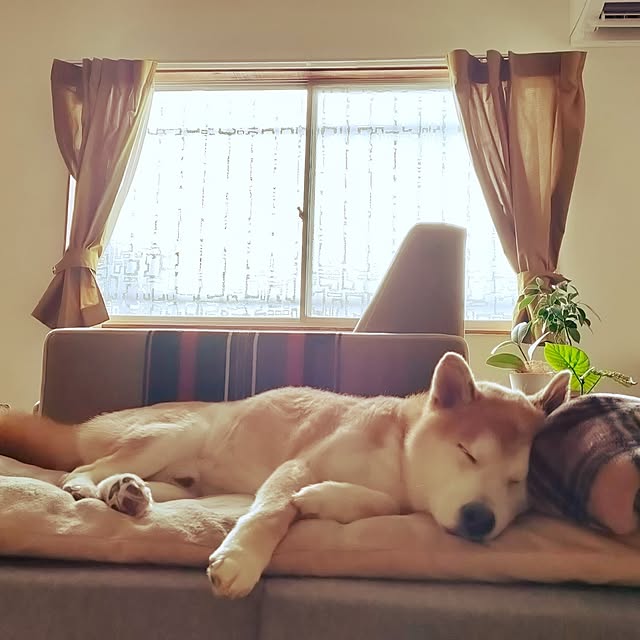 isikoro.DIYさんの実例写真