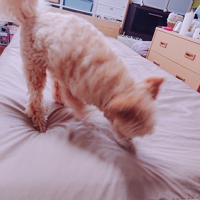 kikiさんの実例写真