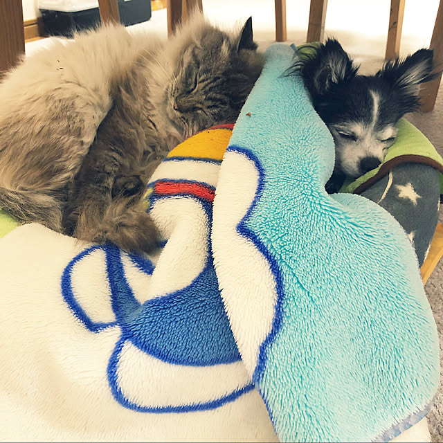 tommyさんの実例写真