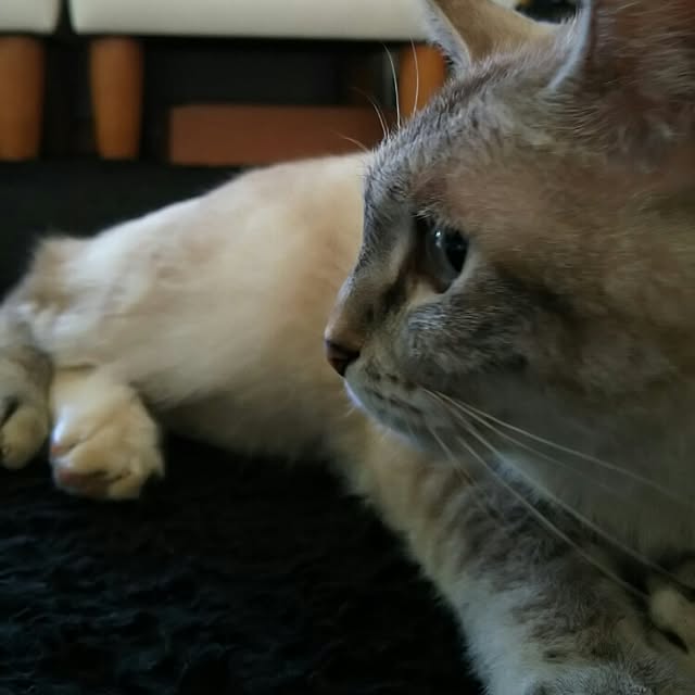 panchobiさんの実例写真