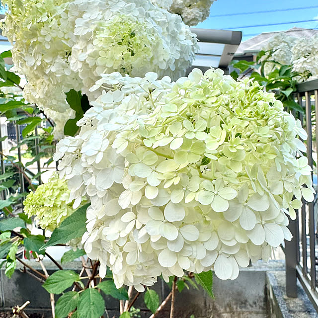 chiroさんの実例写真