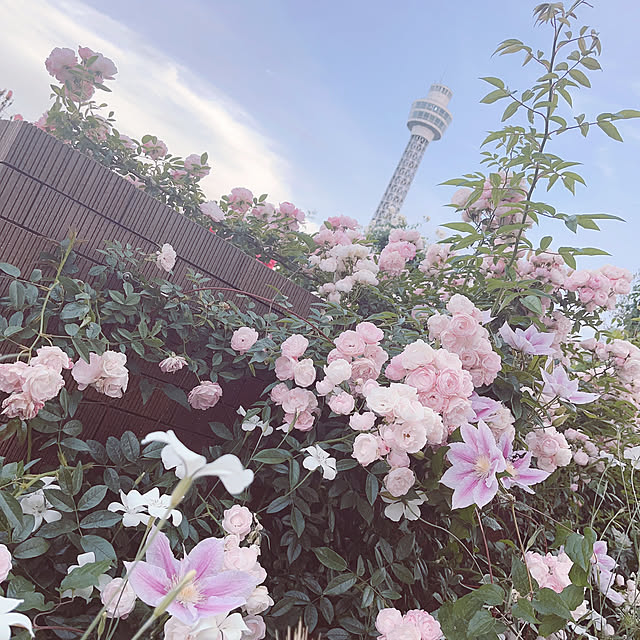 Llatte-usaさんの部屋