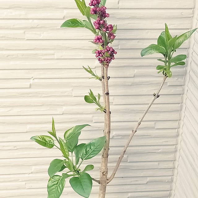 hinamamaさんの部屋