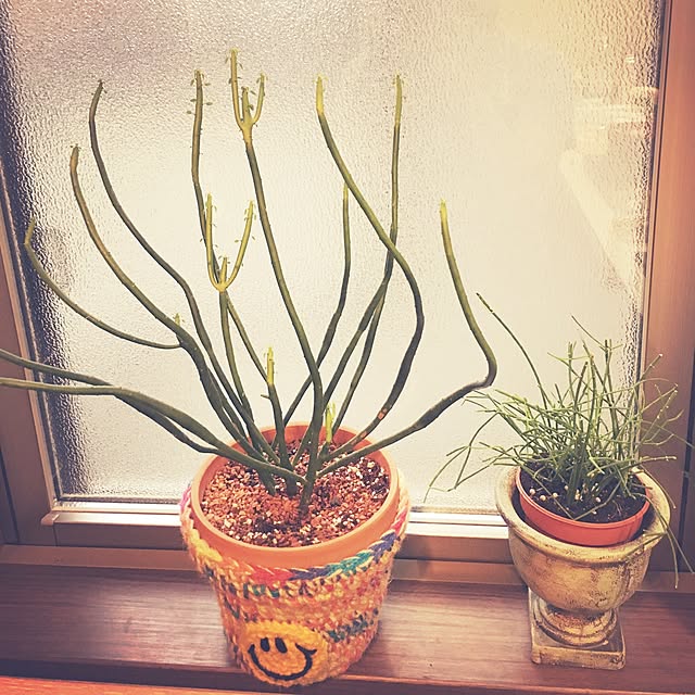 Chiharuさんの実例写真