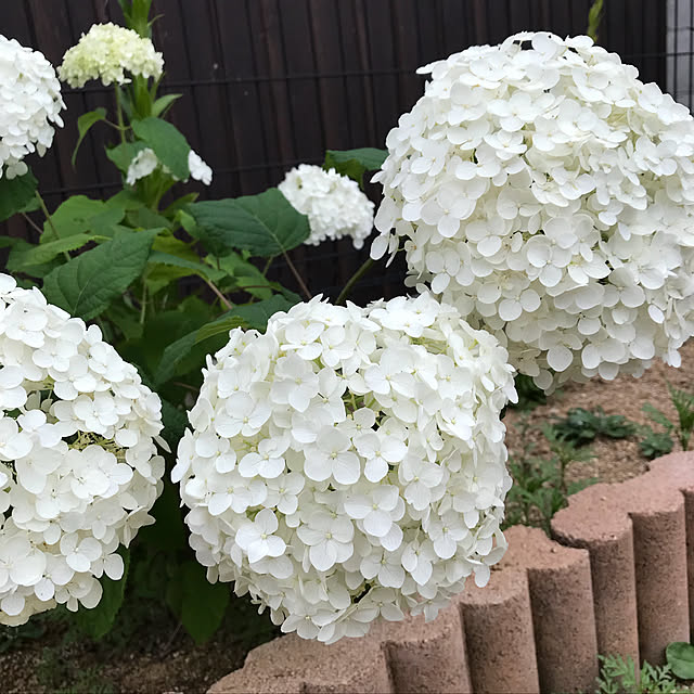 Rimiさんの実例写真