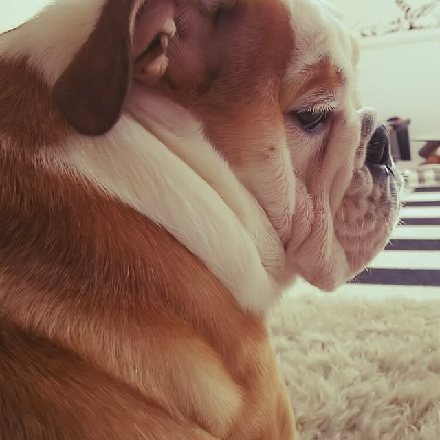 panchobiさんの実例写真