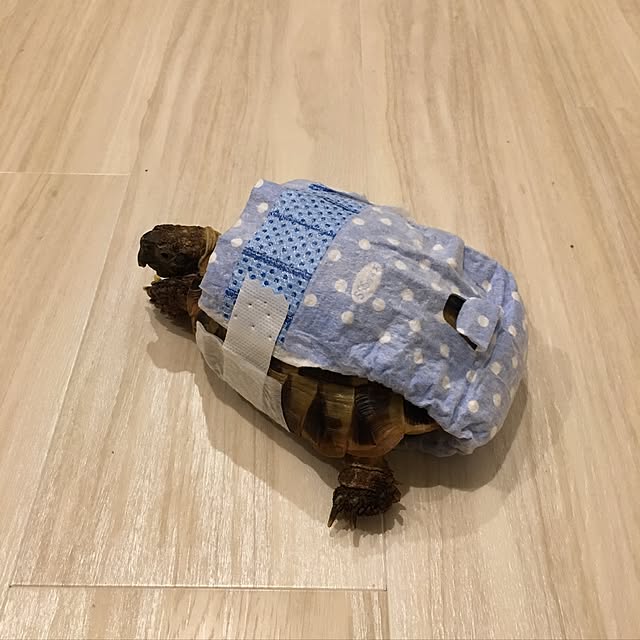 Kanaeさんの実例写真