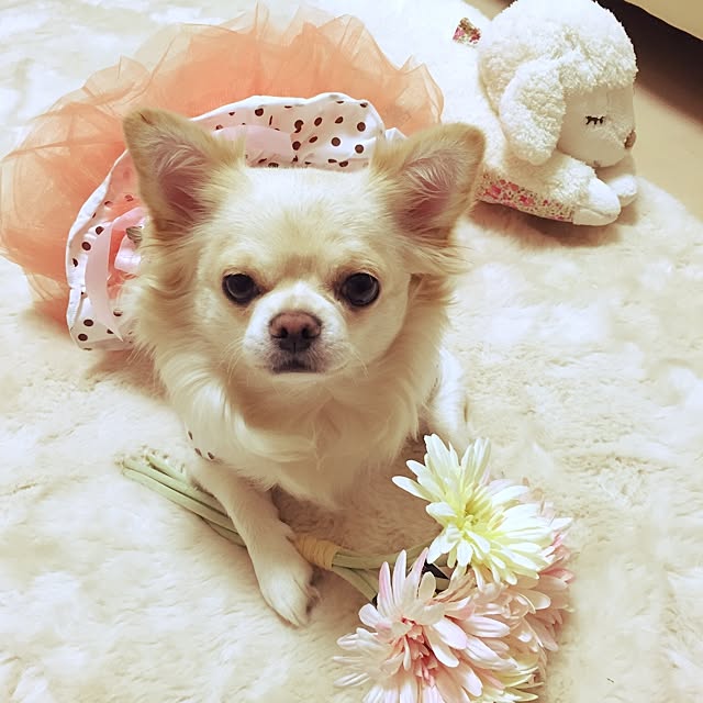 chinaさんの実例写真
