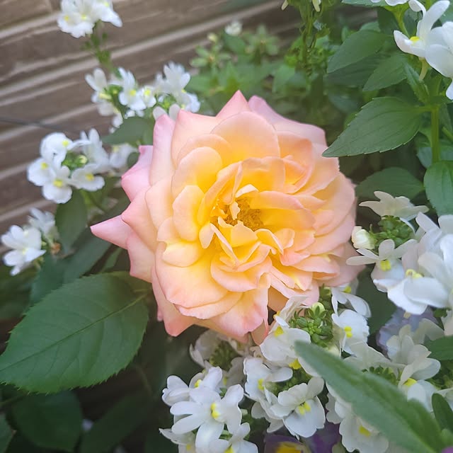 mimi828さんの実例写真