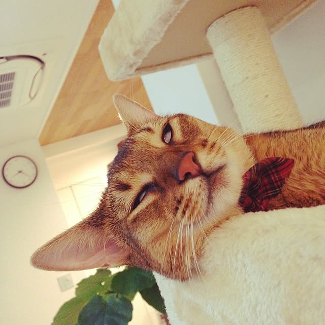 sakineko528さんの実例写真