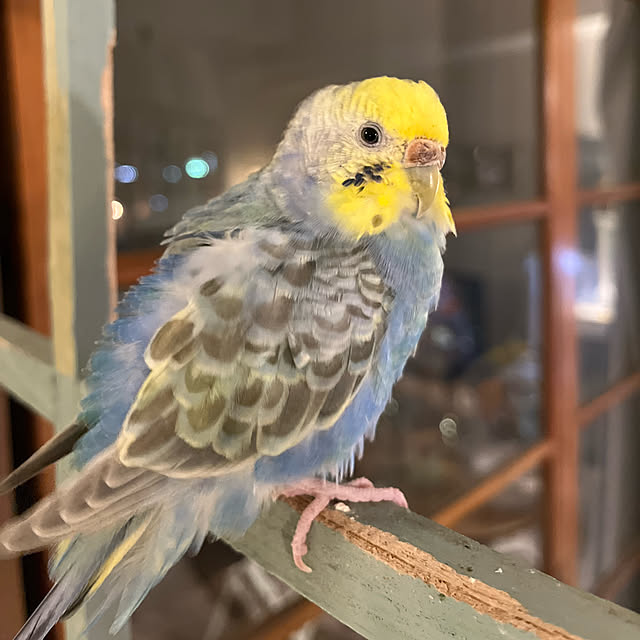 Atsukoさんの部屋