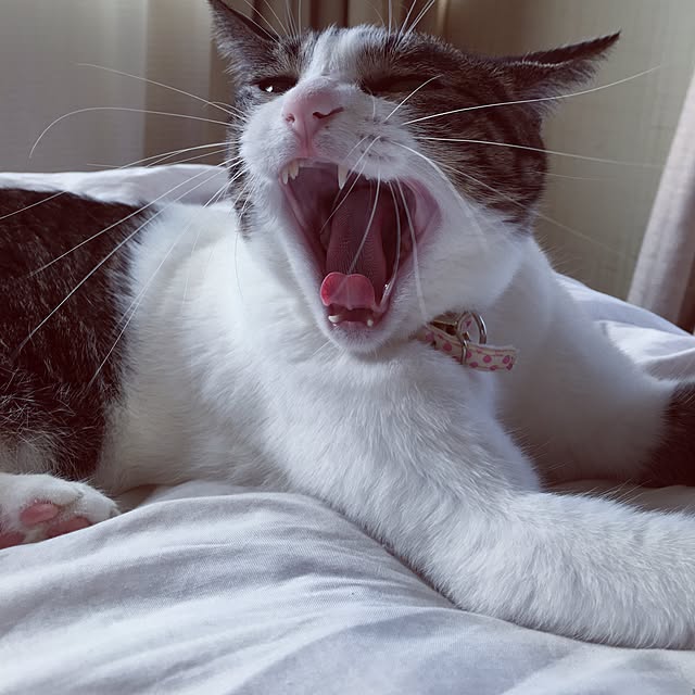 Shihoさんの実例写真