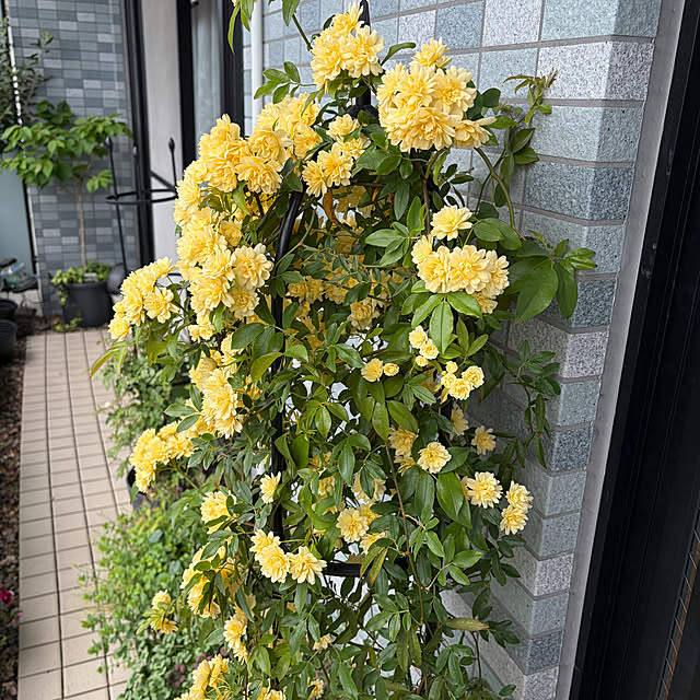 kyoryu2kidsさんの部屋