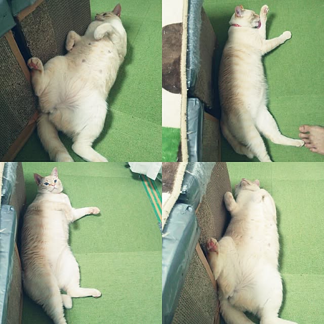 mntcさんの実例写真