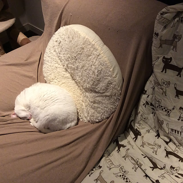 akuakuさんの実例写真