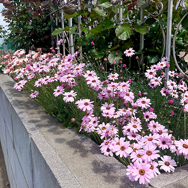 tomoさんの実例写真