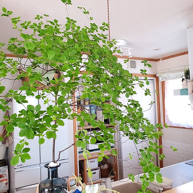 satosanさんの部屋