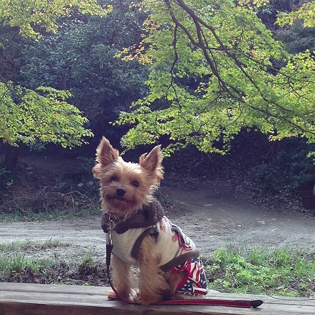 yuchinさんの実例写真