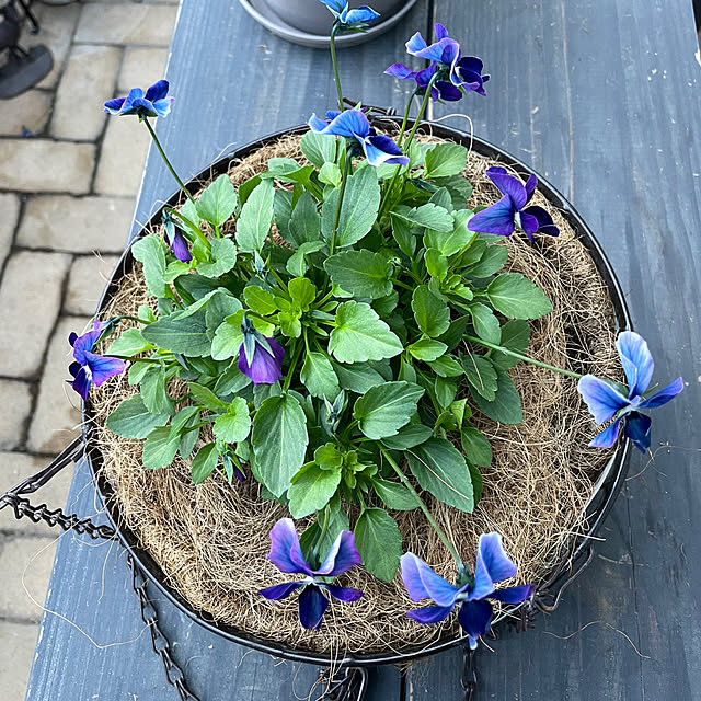 shiropenguinさんの部屋