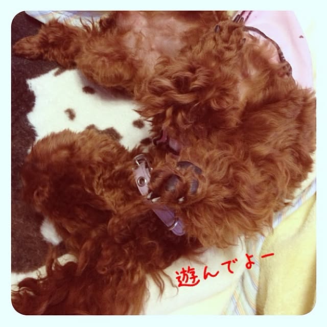 cocoさんの実例写真