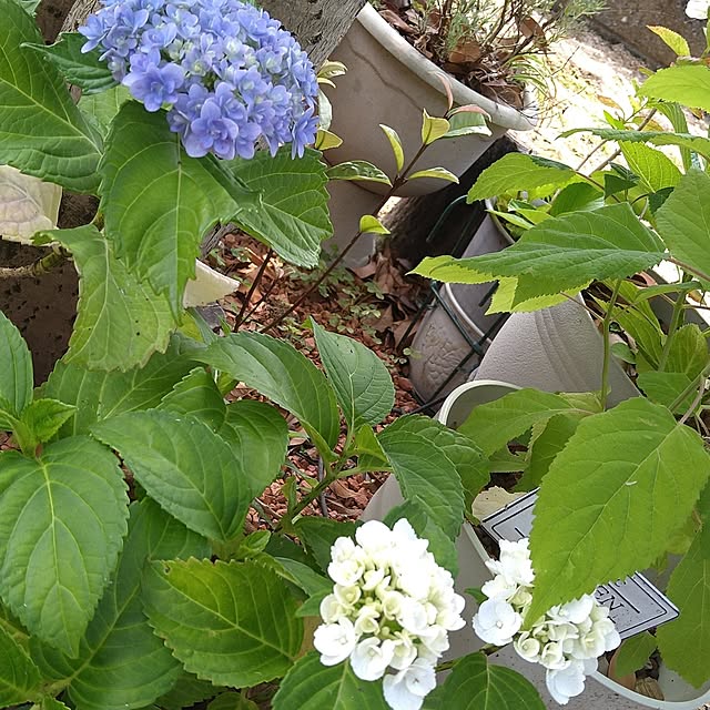 ameamekaasanさんの実例写真