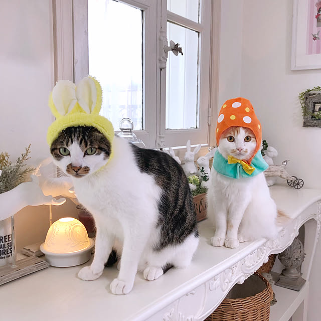 yuchiさんの実例写真