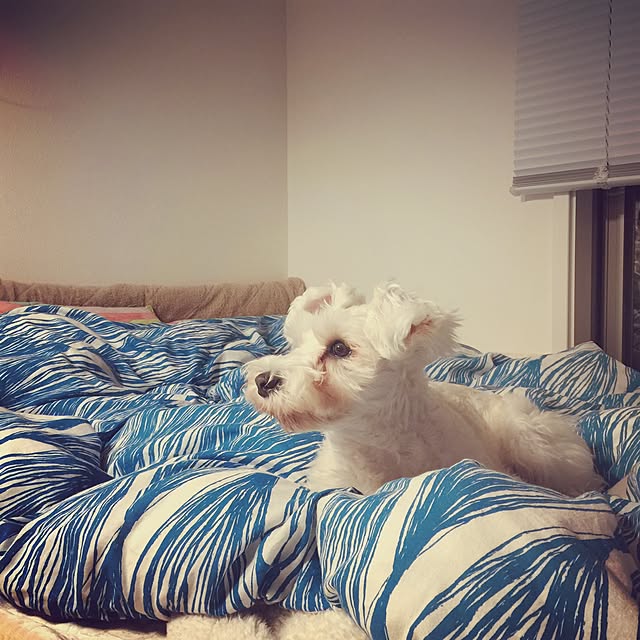 suzyさんの実例写真