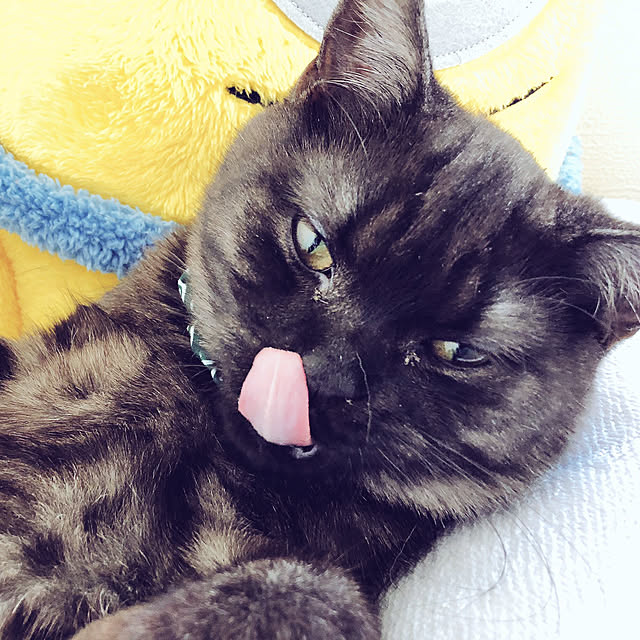 Suzuさんの実例写真