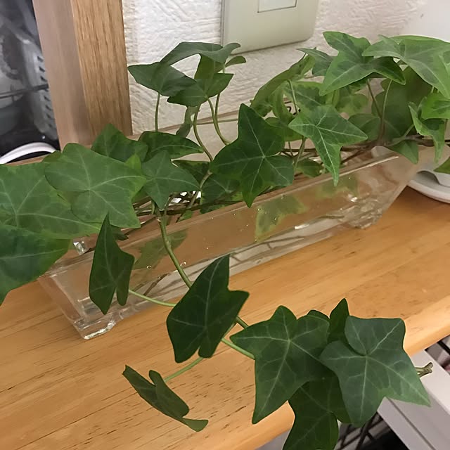 rosemaryさんの実例写真