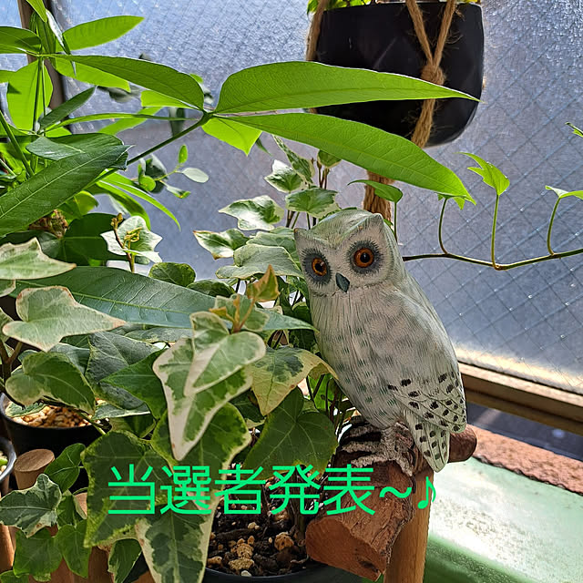 noaさんの実例写真