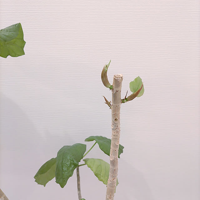 KJMRRさんの実例写真