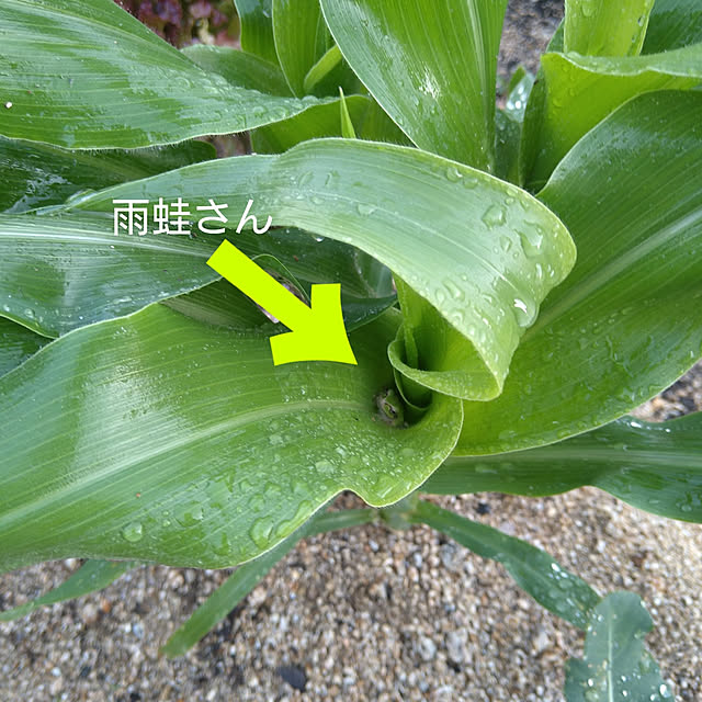 snowさんの実例写真