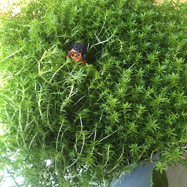 natulove0418さんの実例写真