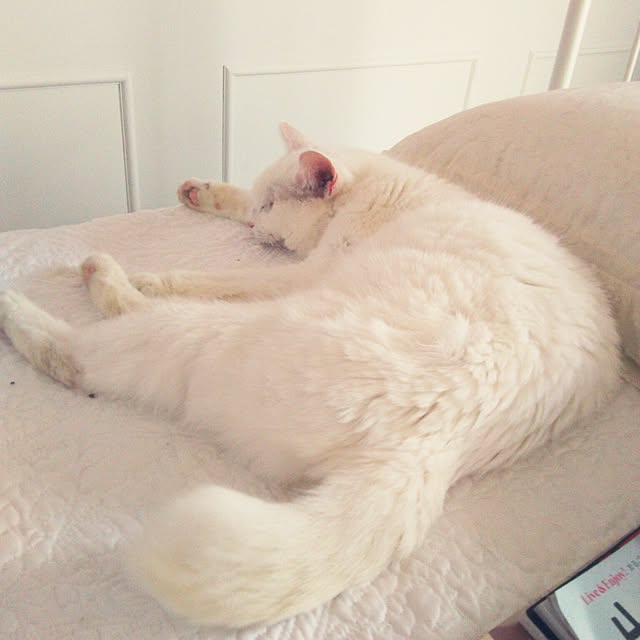 sakuraさんの実例写真