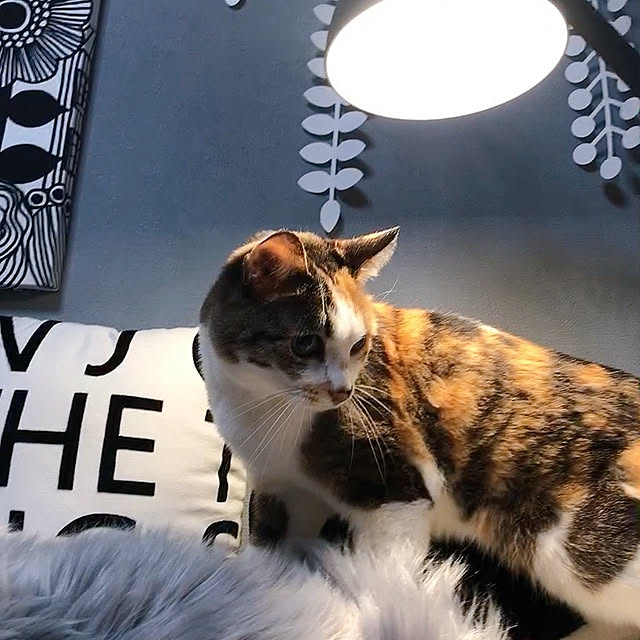 nyanko-beamさんの実例写真