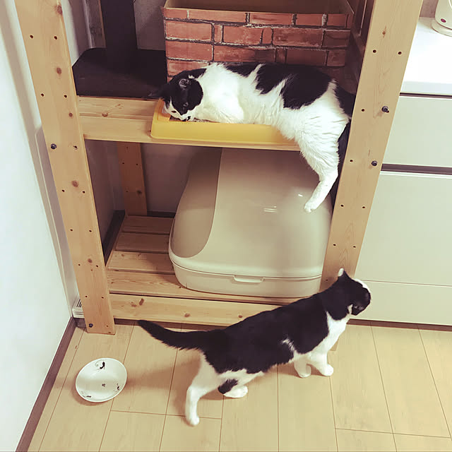 uzutamaさんの実例写真